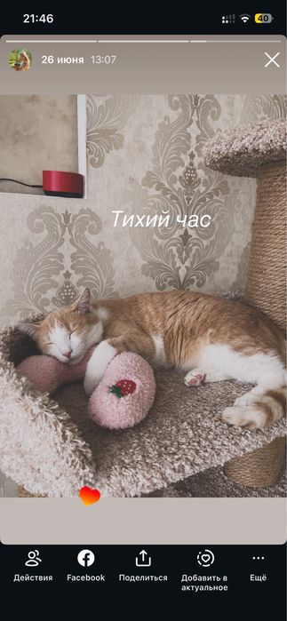 Отдам кота в добрые руки