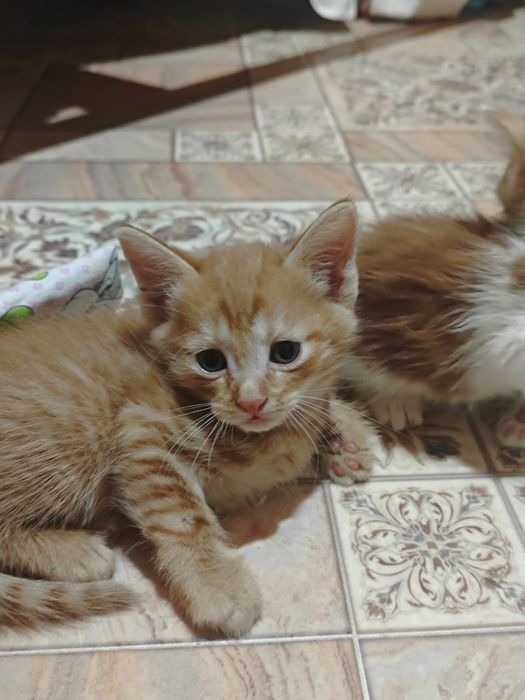 Отдам котят в хорошие руки.