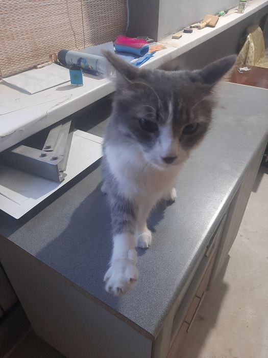 Отдам котика в добрые руки