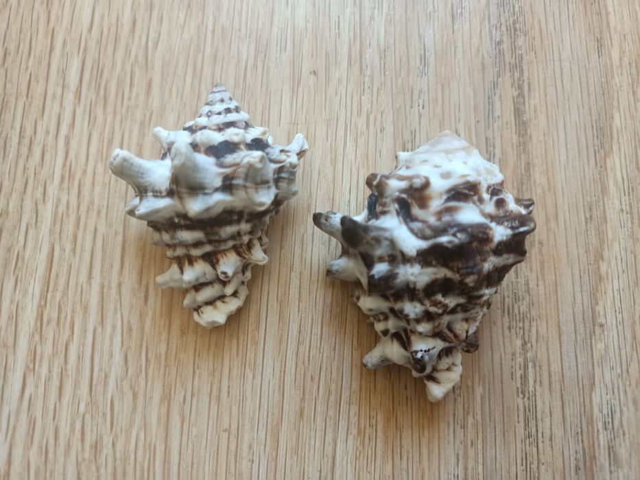 Ракушки от 1500 до 9000