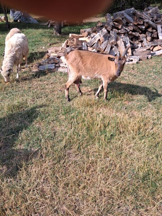 Vand 5 capre si un țap