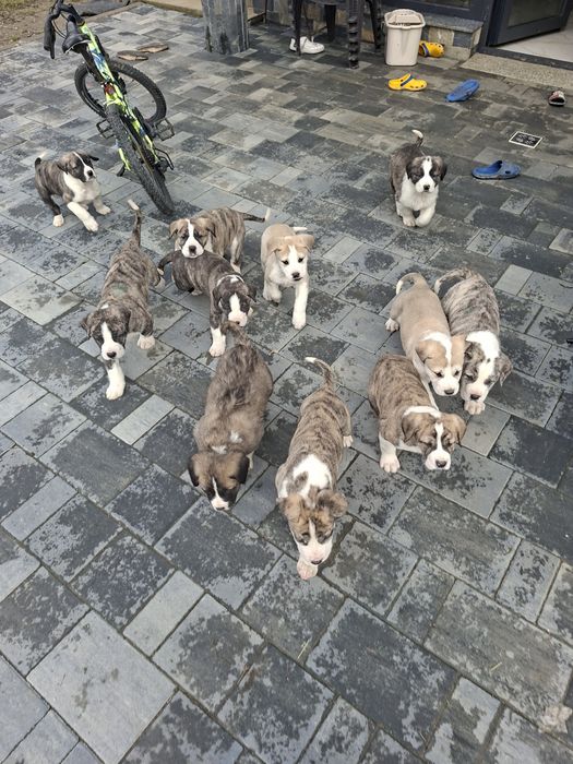 Ciobanesc asia centrala