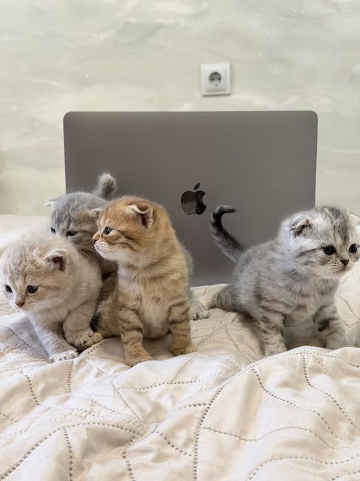 Продаю шотландских котят