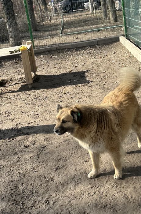 Пристраивается собачка