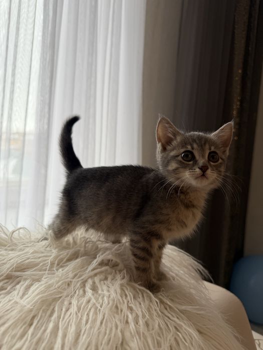 Продаю котёнка девочку