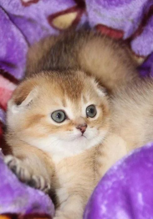 Продам породистых Шиншилл