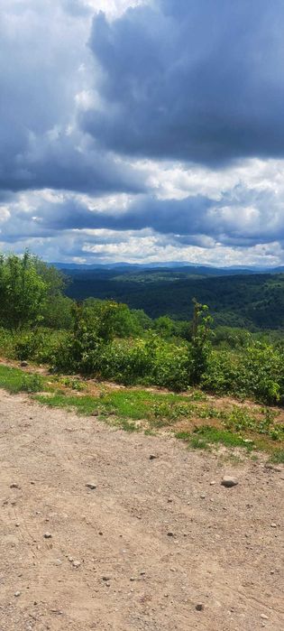 Teren Premium Intravilan Șuncuiuș (Pojorâta) - Ideal Glamping / Cabane. Panoramic, Pădure, Utilități