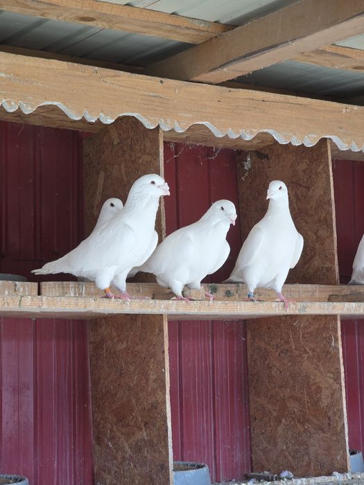 Voiajori standard albi