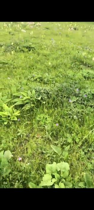 Продается земля .Жайляу 250га