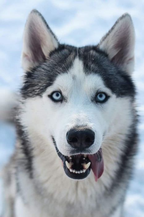 Oferta Husky Siberian, fetita, la un pret modest