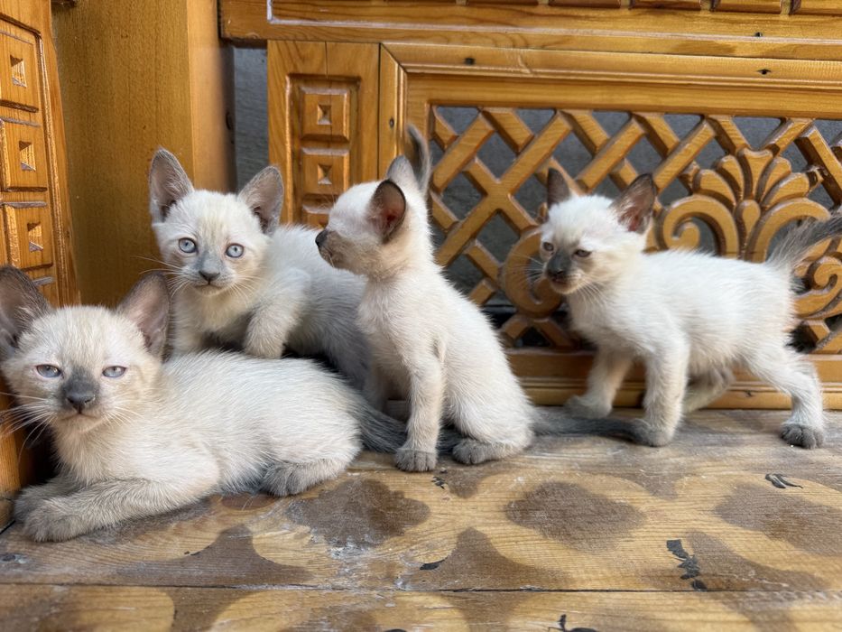 Котята сиамские 2 месяца