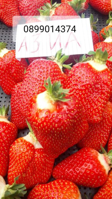 Целогодишен разсад ягоди и малини от производител