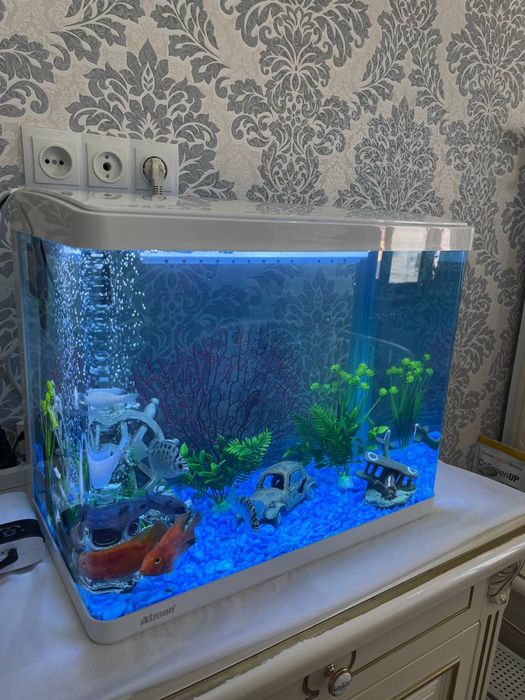 Akvarium tozalash va oʻrnatish va koʻchirish hizmati