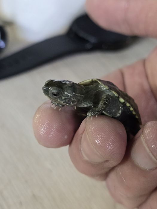 Красноухие черепахи