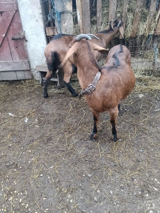 Capre metiș anglonubian -alpin francez