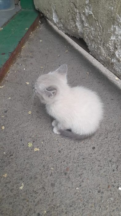 Милая кошечка ищет доброго хозяина