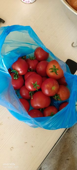 Продам домашние помидоры