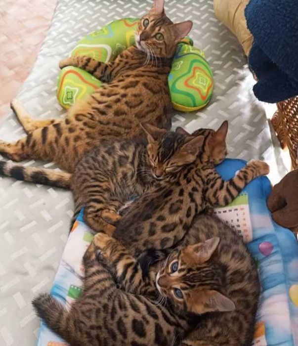 Бенгальские котята