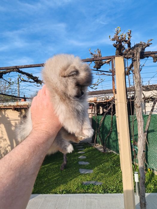 Померан мини мъжко и женско