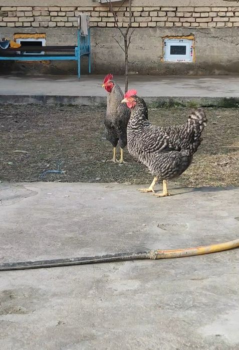 Пиламитрок Амрокс тухумларига заказ оламиз