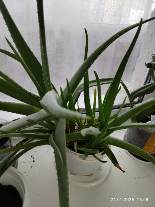 Продам Алоэ не дорого