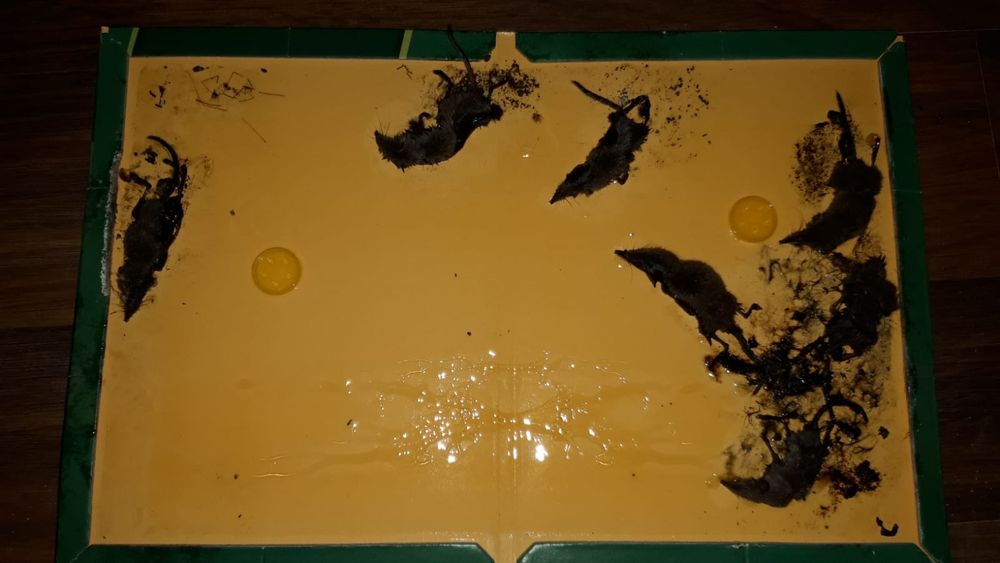 Capcana lipici pe carton pt soareci. 10 buc