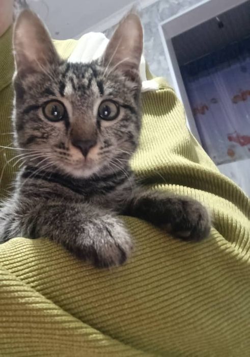 Котёнок. отдаем в хорошие  руки