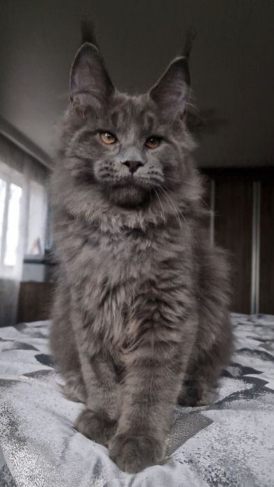 Мейн-куны котята.