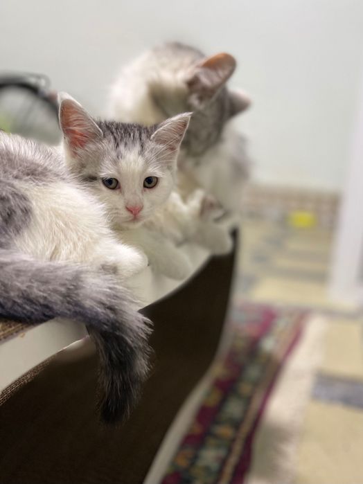 Продается кошечка породы турецкая Ангора