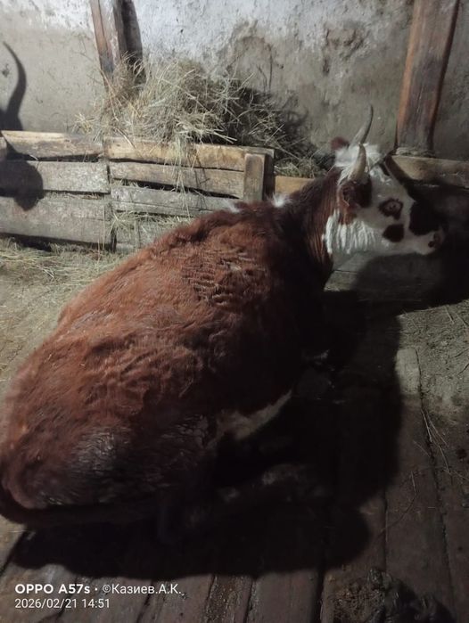 Сиыр сатылады екі туған