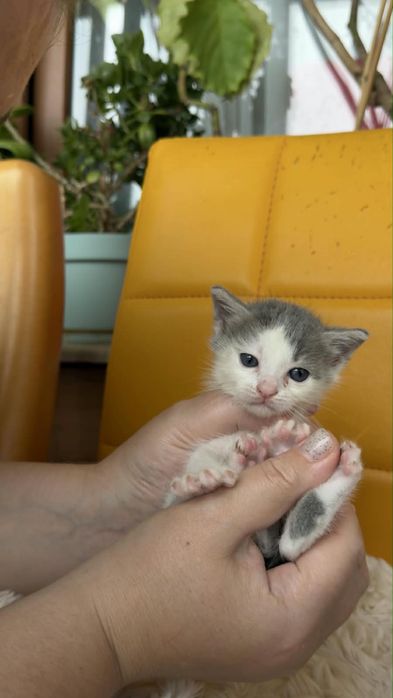 Котенца търсят дом-Варна