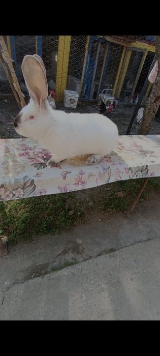 Iepuri de vanzare oferta