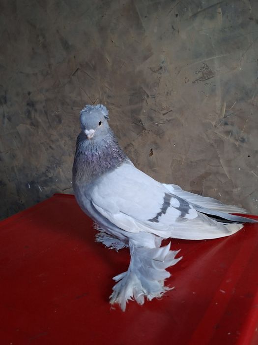 Голуби голуби голуби