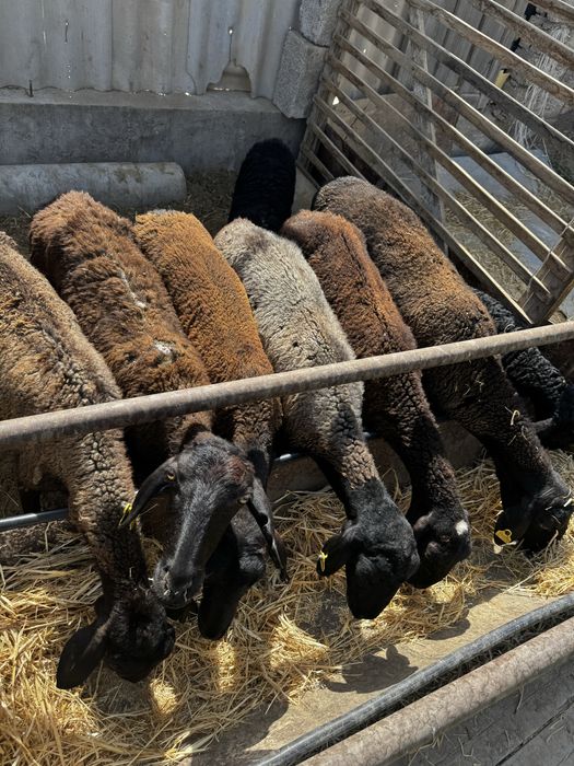 Саулық шаруа қой