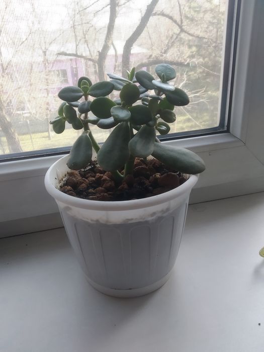 Ухоженные цветы все по 2000тг