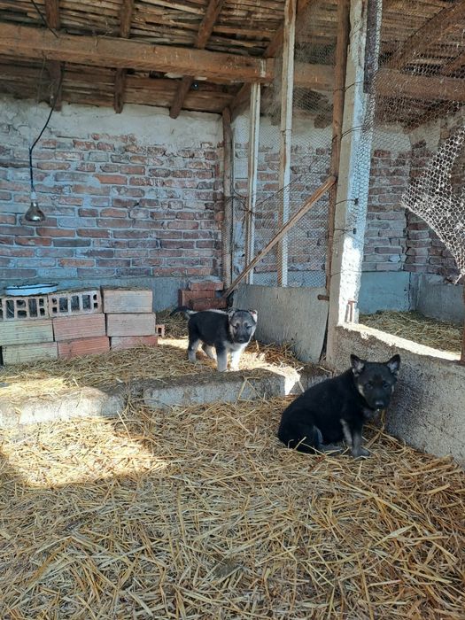 Продавам кученца