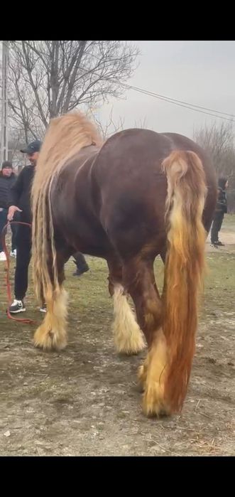 Armasar de monta  Gelu