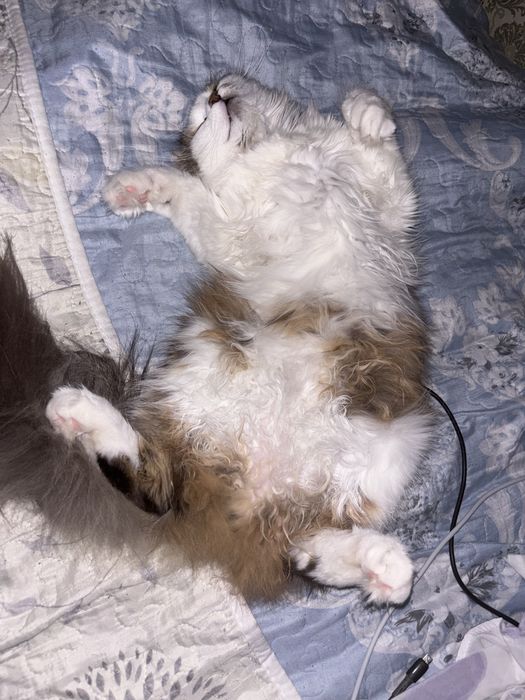 кошка в добрые руки