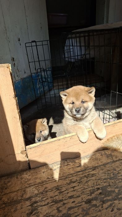 Малышы Сиба-ину мини (Хатико)