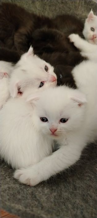 Белые шотландские котята