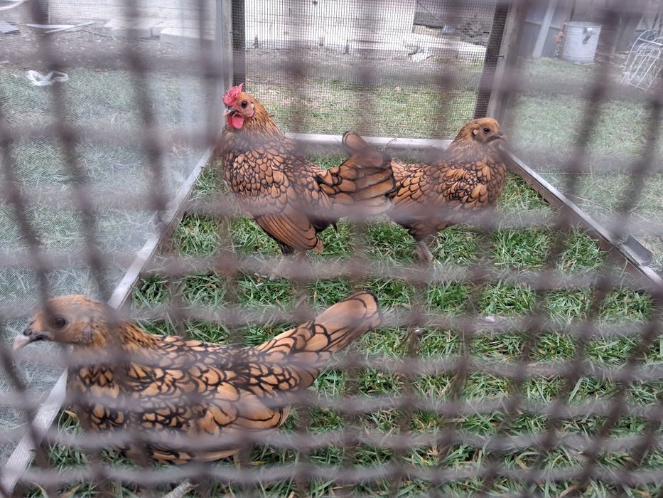 Cocoși Sebright caută casa nouă in Bacău.100 lei buc