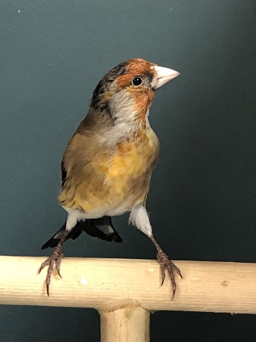 Канарейка (кенор) гибрид