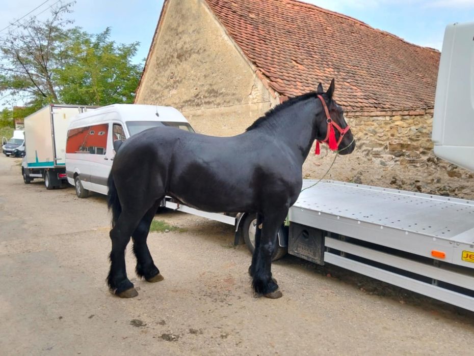 Vând mânză de 3 ani gestanta 3 luni  cu ecograf rasa contoi
Gestanta î