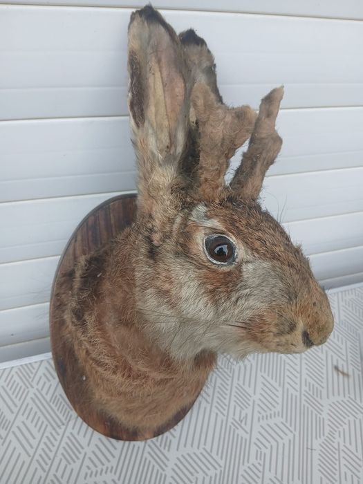 Păsări  împăiate