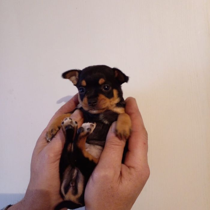 Продам мини антистрес тойтерьера