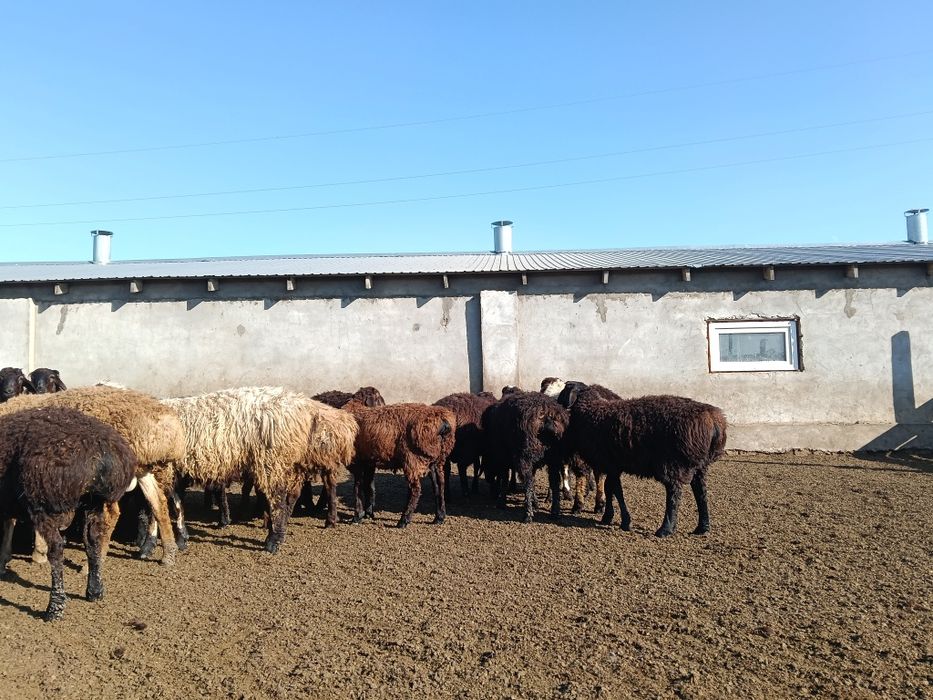 Еркек Марқалар Сатылады