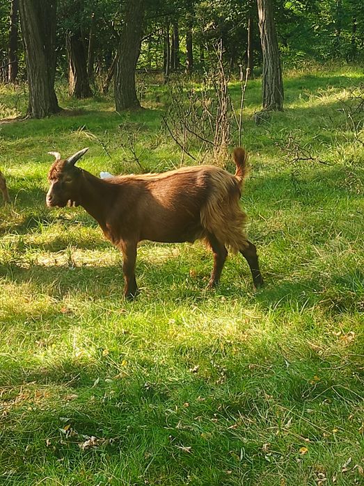 Vând Țapi tineri