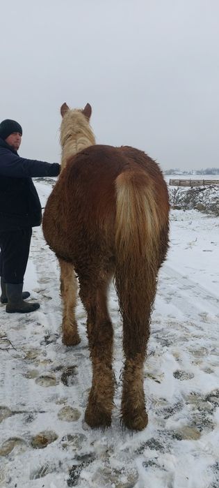 Manz de vanzare  Pancota Arad