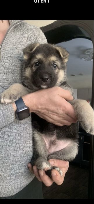 Продам щенков ВЕО