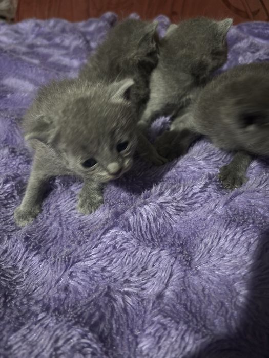 Продам котят британцев
